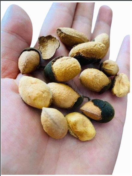 Say trâu 1kg, trái to ngọt