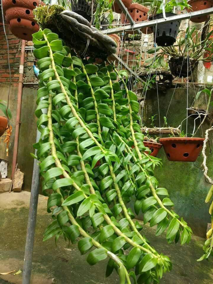 30 túi đựng phân dê dài 10cm