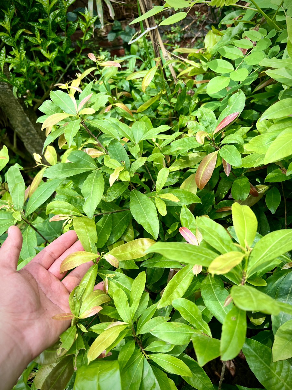 Cây mai vàng cao 50cm
