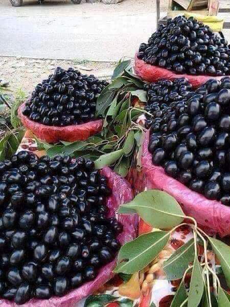 Cây Trâm Đen ..6 tháng cho trái