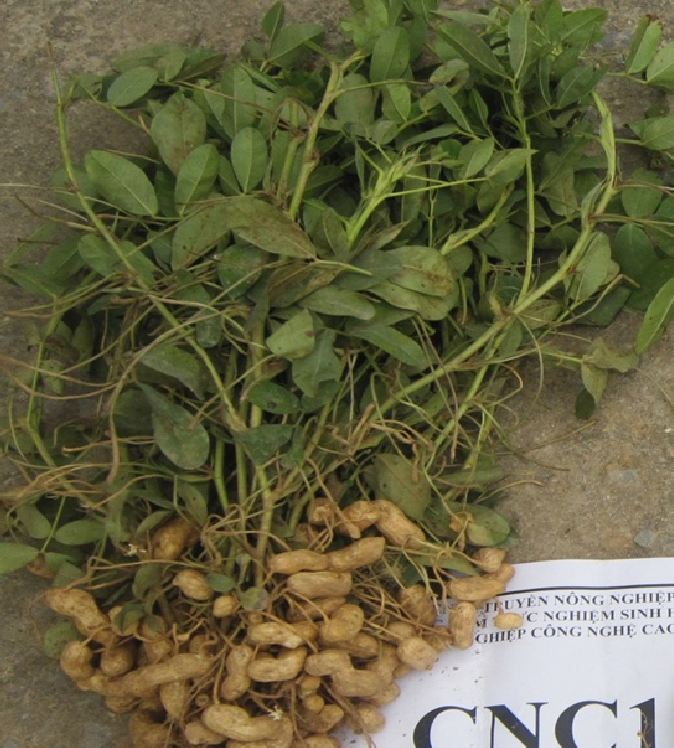 Hạt giống lạc đen kokuma - 15gr/gói