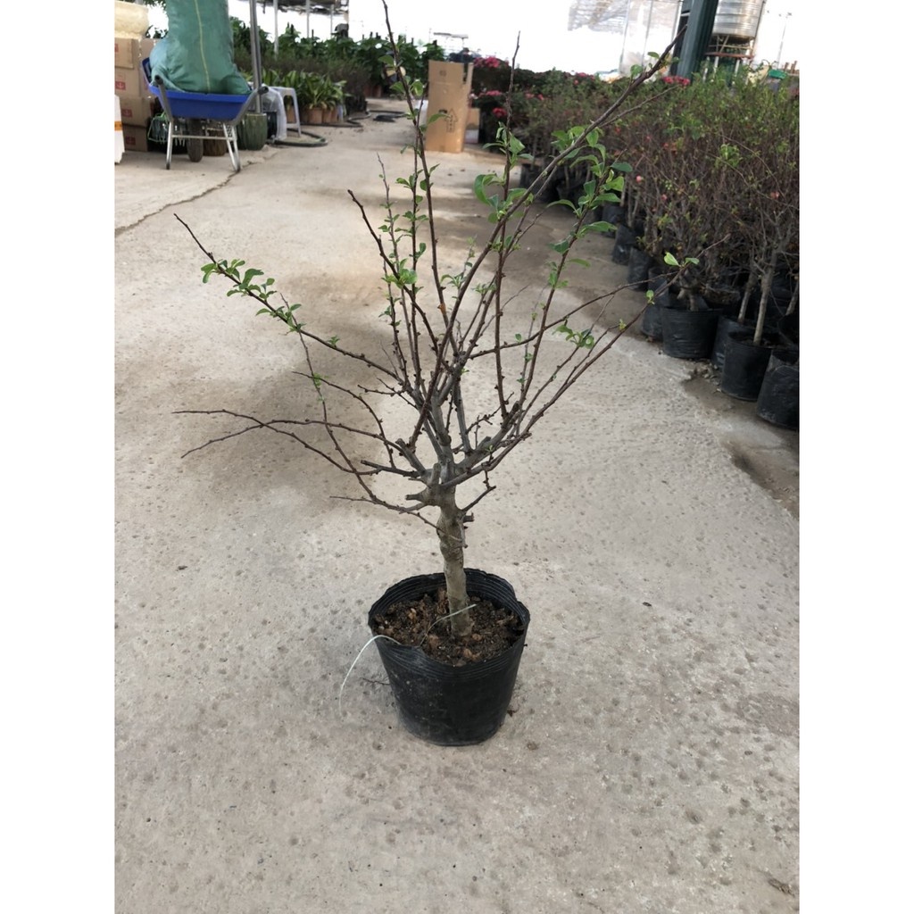 Cây mai đỏ Nhật Bản Loại 1 cao 60cm (ảnh thật số 2).