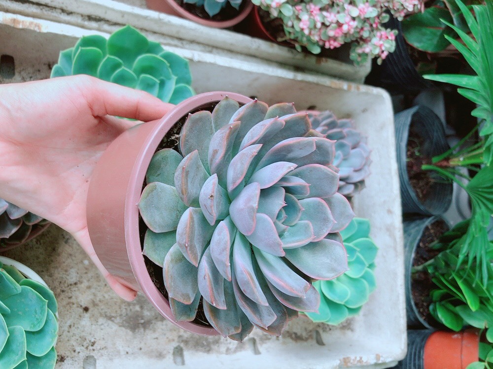 Sen Đá Tím Size Đại
