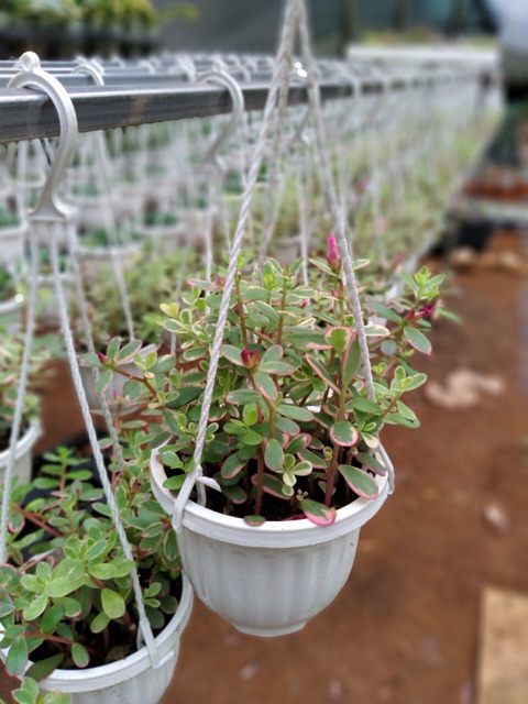 Hoa Sam cẩm thạch- mười giờ Thái chậu treo nhỏ