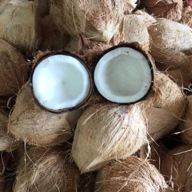 Dừa khô 1 trái trên 1kg
