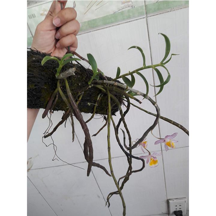 [HCM]CÂY LAN LONG TU TRỒNG TRÊN BẢNG DỚN