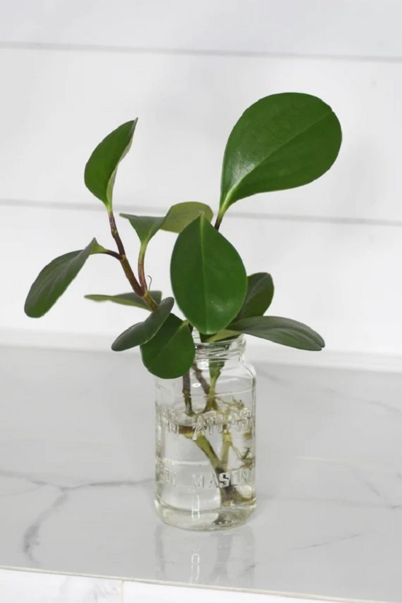 Cây trường sinh để bàn, trồng thủy sinh được