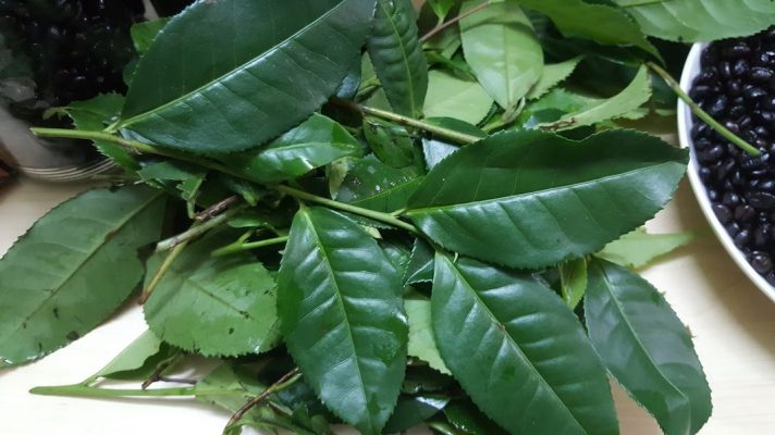 Combo 5 Cây Giống Trà Xanh - Chè Xanh