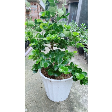 Cây Da Nhật Lá Tròn Bonsai
