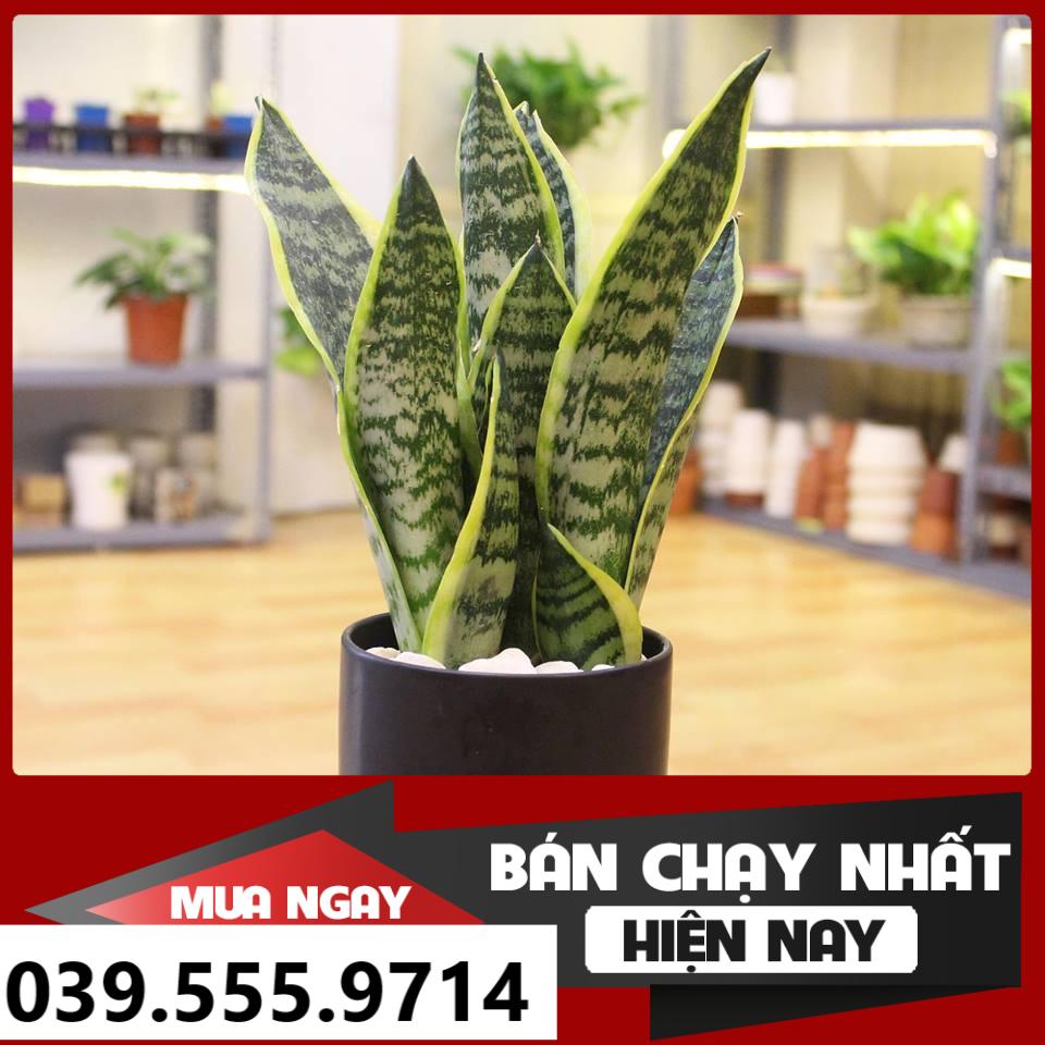 Chậu 3 cây lưỡi hổ - Chậu Nhựa