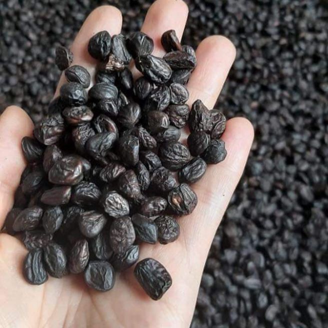 100 HẠT DỔI TÂY BẮC