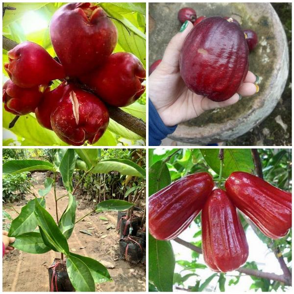 Cây giống mận thái lan giống chuẩn