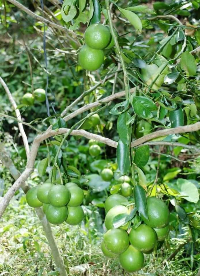 Cây giống Chanh Giấy Limca (cây chiết)