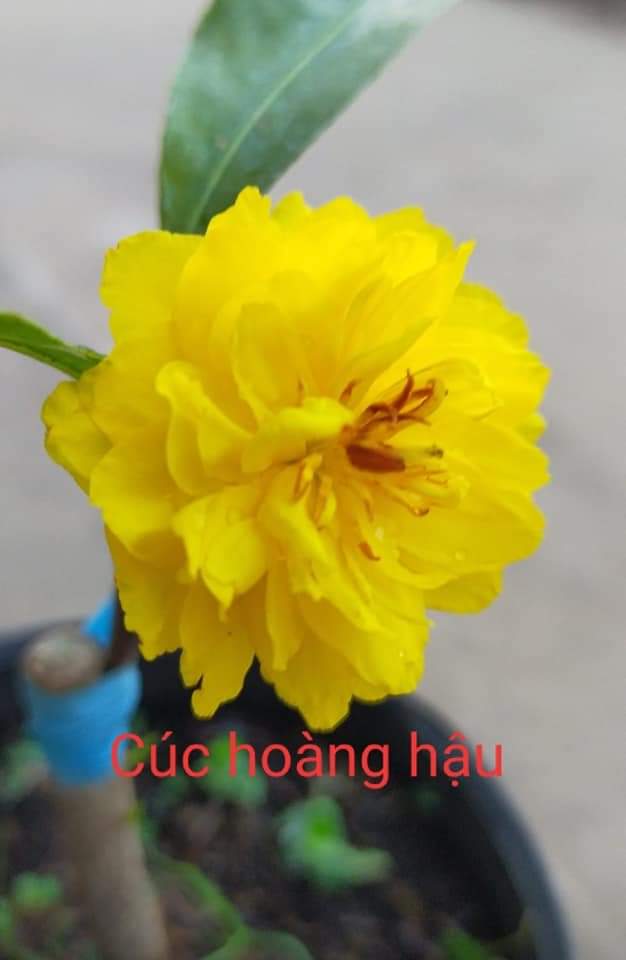 2 cây mai cúc hoàng hậu mini cây có nụ chơi tết 2022