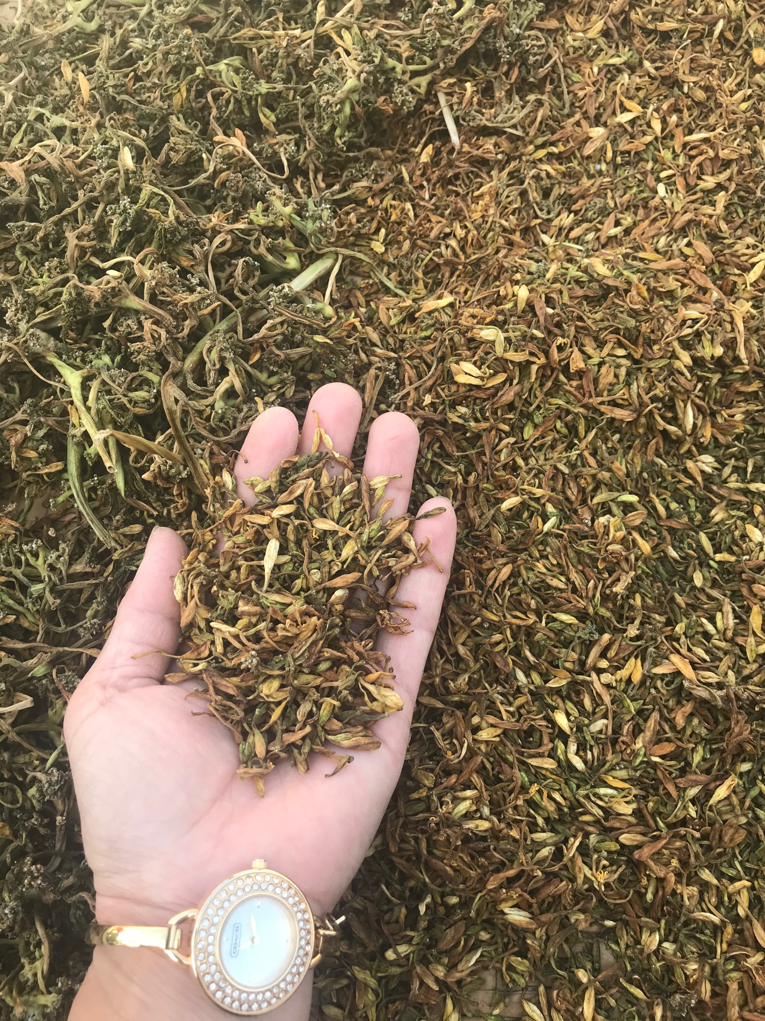 Hoa đu đủ khô (100g)