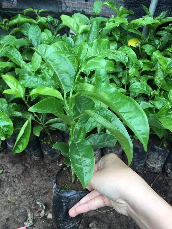 Cây giống chanh leo chuối nam mỹ.