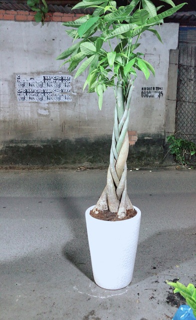 Chậu Cây Kim Ngân Cao 1m2