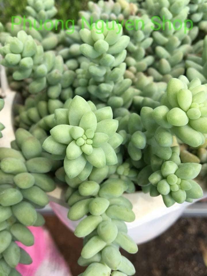 Sen Đá Chuỗi Ngọc Bi Chậu Treo