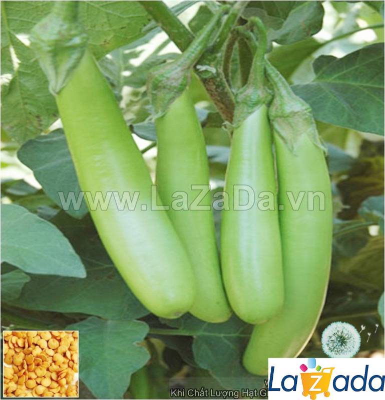 0.5Gr Hạt Giống Cà Xanh Mỡ Dài (B1.102| B28*X44*M214)