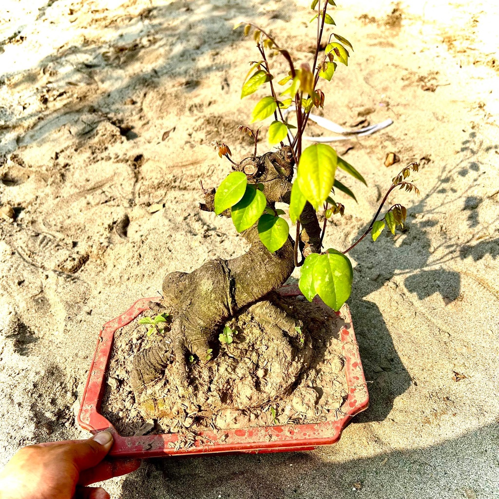 Cây khế bonsai cao 30-40cm - Khế ngọt.