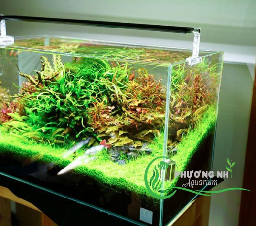 Đèn thủy sinh Chihiros series A2 60cm