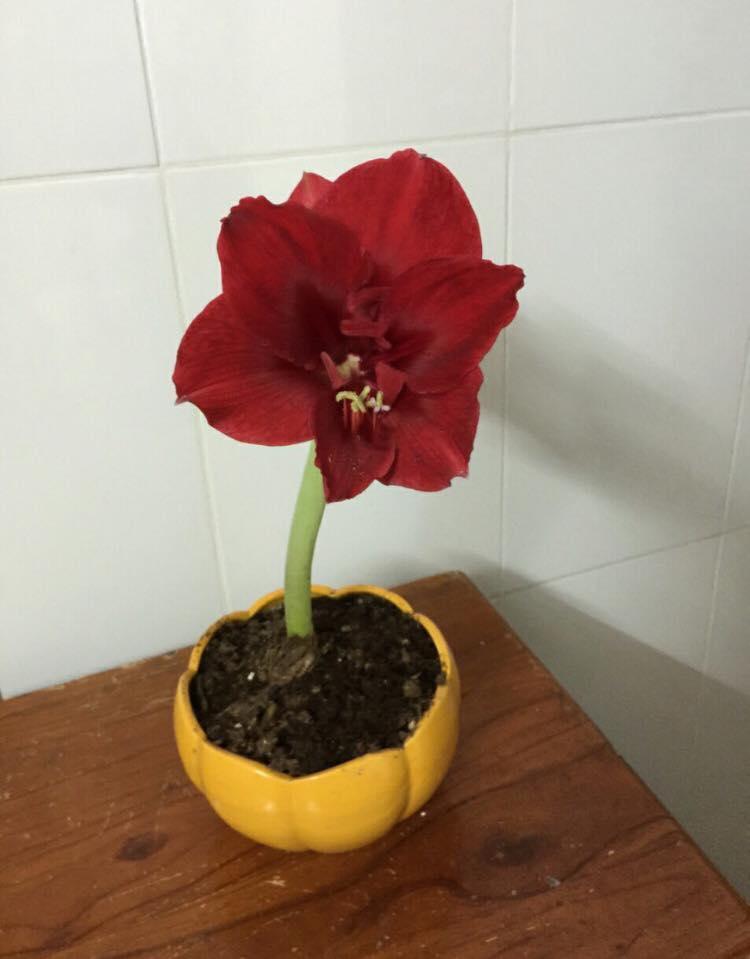 Combo 3 Củ giống hoa lan huệ tây hoa đỏ nhung