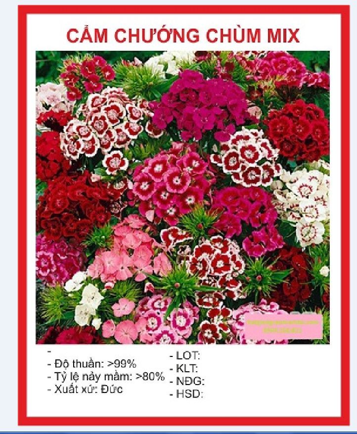 Hạt Giống Hoa Cẩm Chướng Chùm Nhiều Màu ( gói 50 hạt )