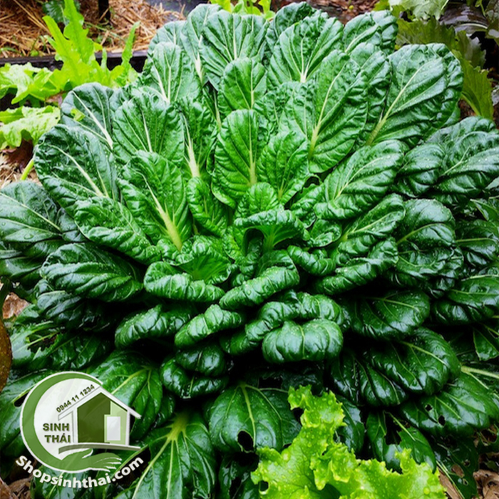 Hạt giống cải hoa hồng - cải Tatsoi