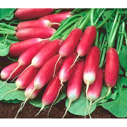 Gói 1gr hạt giống củ cải đỏ dài Pháp