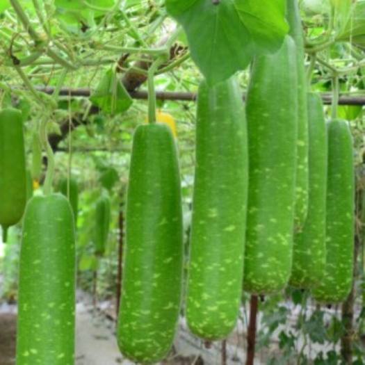 Quả Bầu (kg)