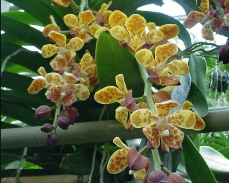 Lan cẩm báo