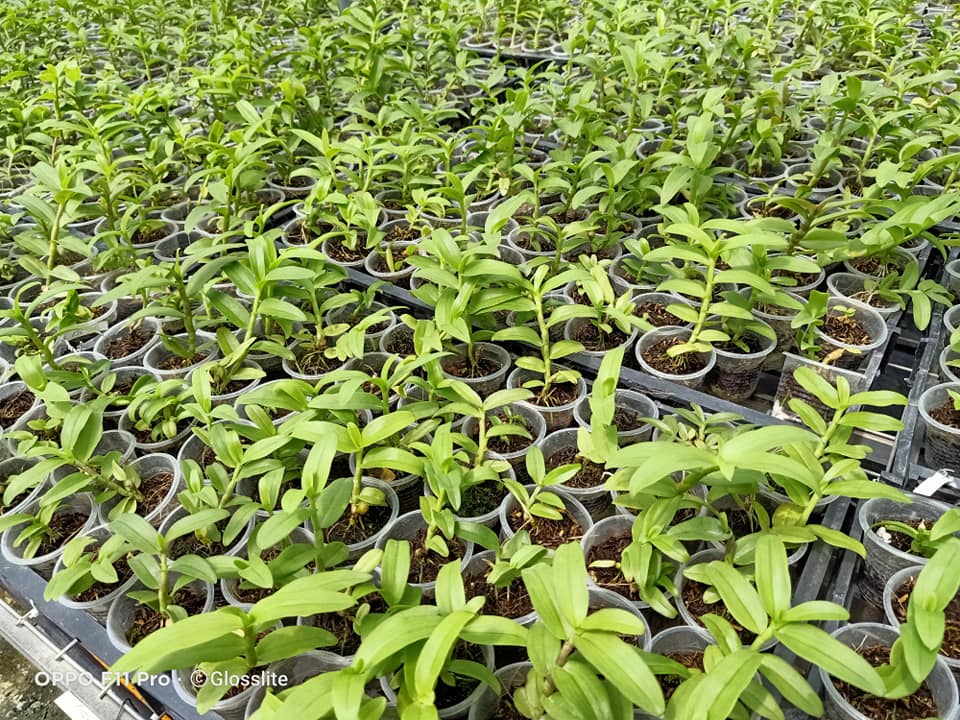 Hoa lan 5 cánh trắng Phú Thọ