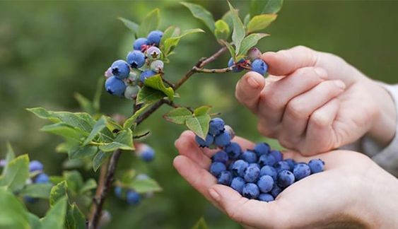 (MỚI) CÂY GIỐNG VIỆT QUẤT , CÂY ĐẸP