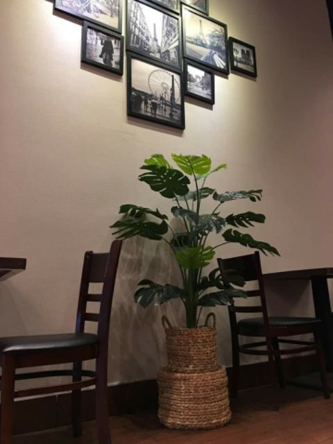 Cây lá rùa phong thủy trang trí nhà cửa