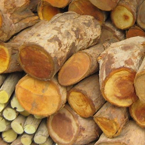 Cây mật gấu khô - 1kg