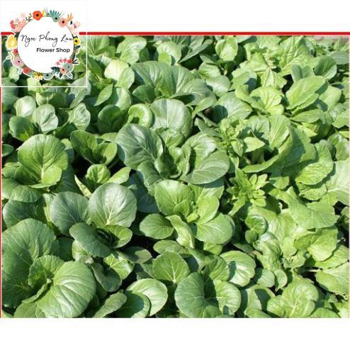 Hạt Giống Cải Bẹ Trắng - Gói 20 Gram