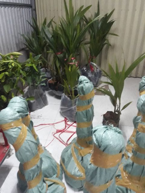 Dừa dâu (dừa chùm)