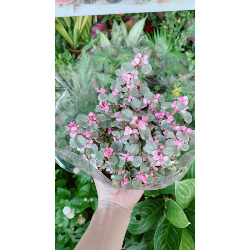 [HCM]Cành Vàng Lá Ngọc (Do La Hong)