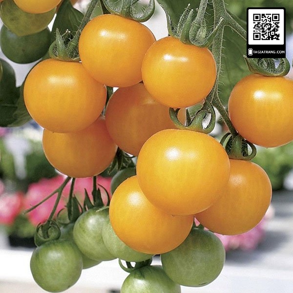 Hạt giống cà chua bi lùn vàng, sai quả - Gói 0,1g