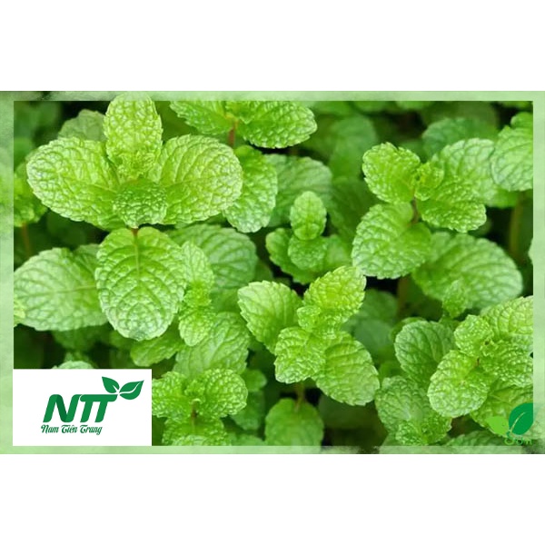 Hạt giống rau Húng Lũi - Húng cây