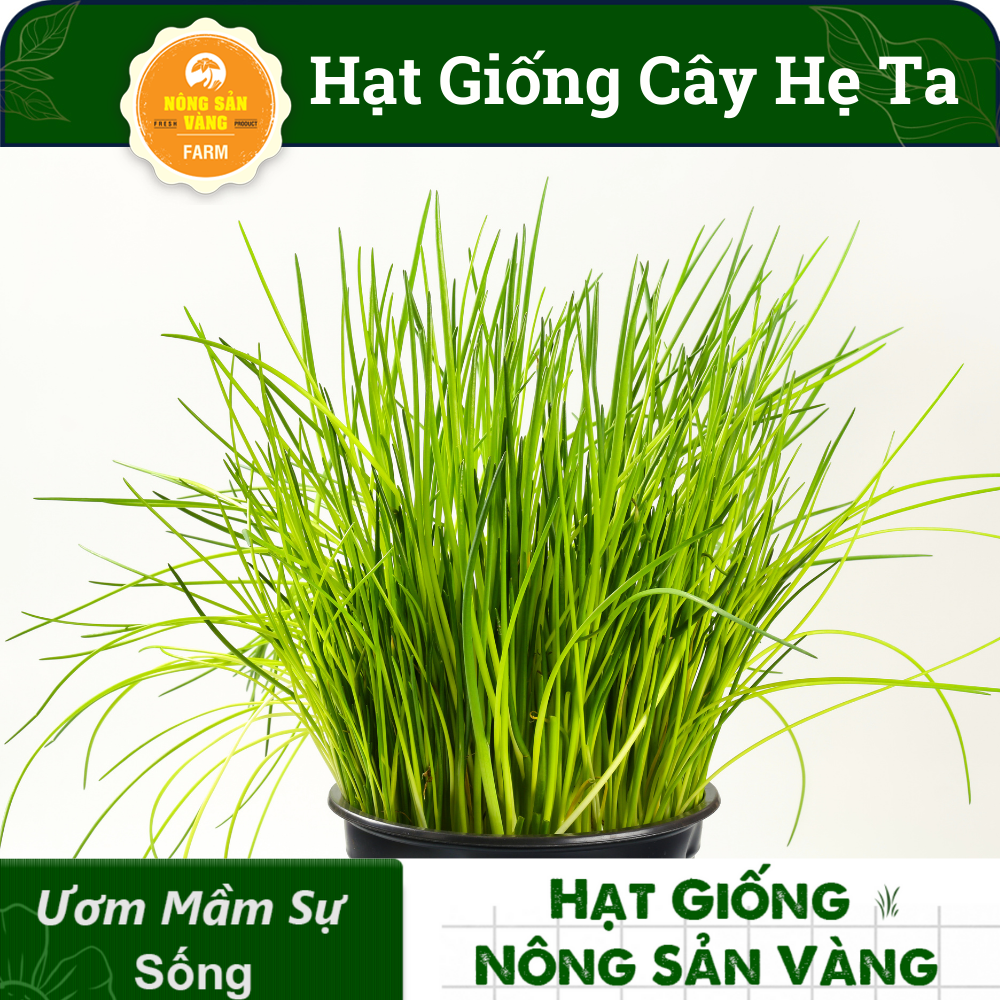 Hạt giống Rau Hẹ Ta Tỉ Lệ Nảy Mầm Cao, Sinh Trưởng Và Phát Triển Khỏe, Năng Suất Cao (Gói 1 Gram) - Nông Sản Vàng