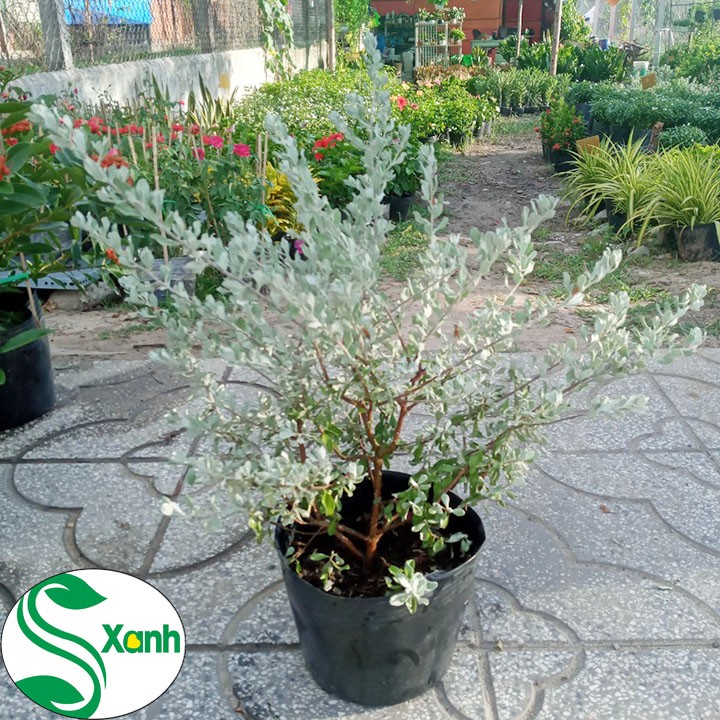 Cây Tuyết Sơn - Cây Tuyết Sơn Phi Hồng