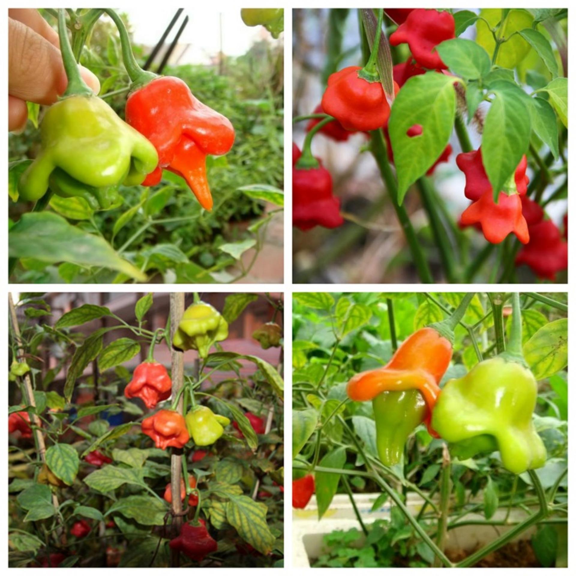 30 Hạt giống Ớt hoa hồng
