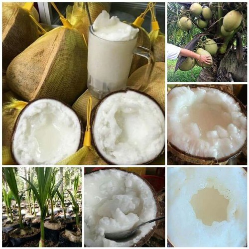 Cây giống Dừa Sáp Đặc ruột [ Giống dừa lùn cao sản 24 THÁNG THU HOẠCH].