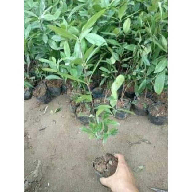 sản phẩm CÂY GIỐNG CHERRY BRAZIL