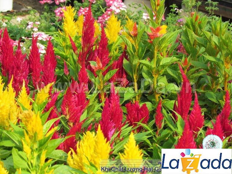 100h Hạt Giống Hoa Mào Lửa Mix Màu (C4.102| -KD: B20*V22*M204)