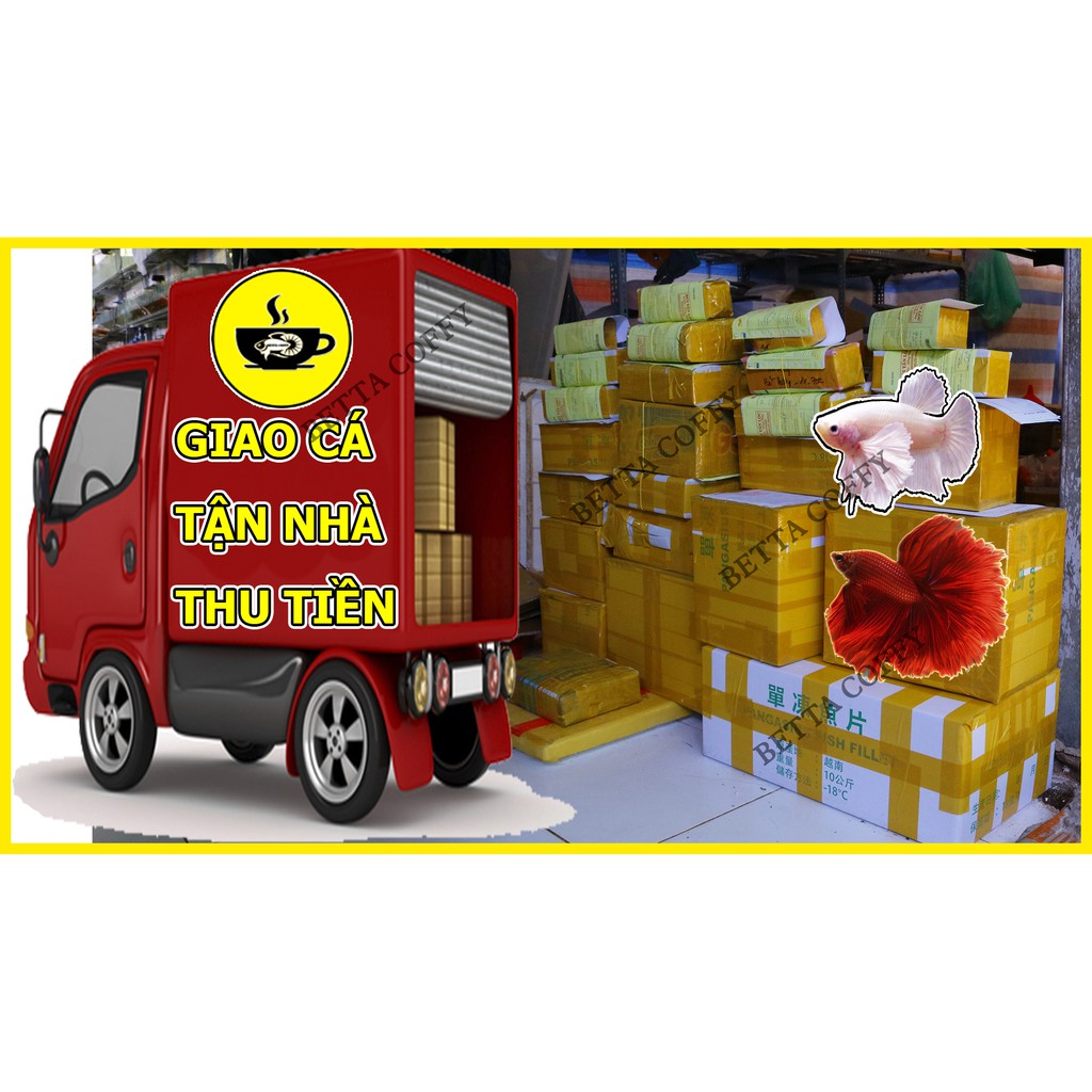 Thần dược Thái Lan - dưỡng Cá khoẻ Đẹp đẻ