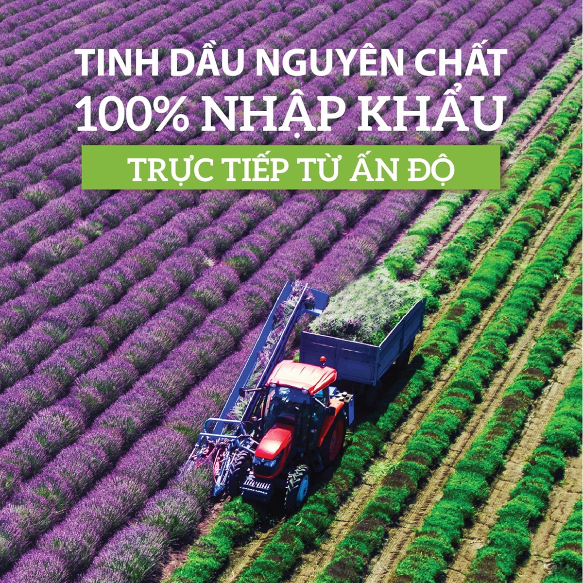 TINH DẦU OẢI HƯƠNG MILAGANICS