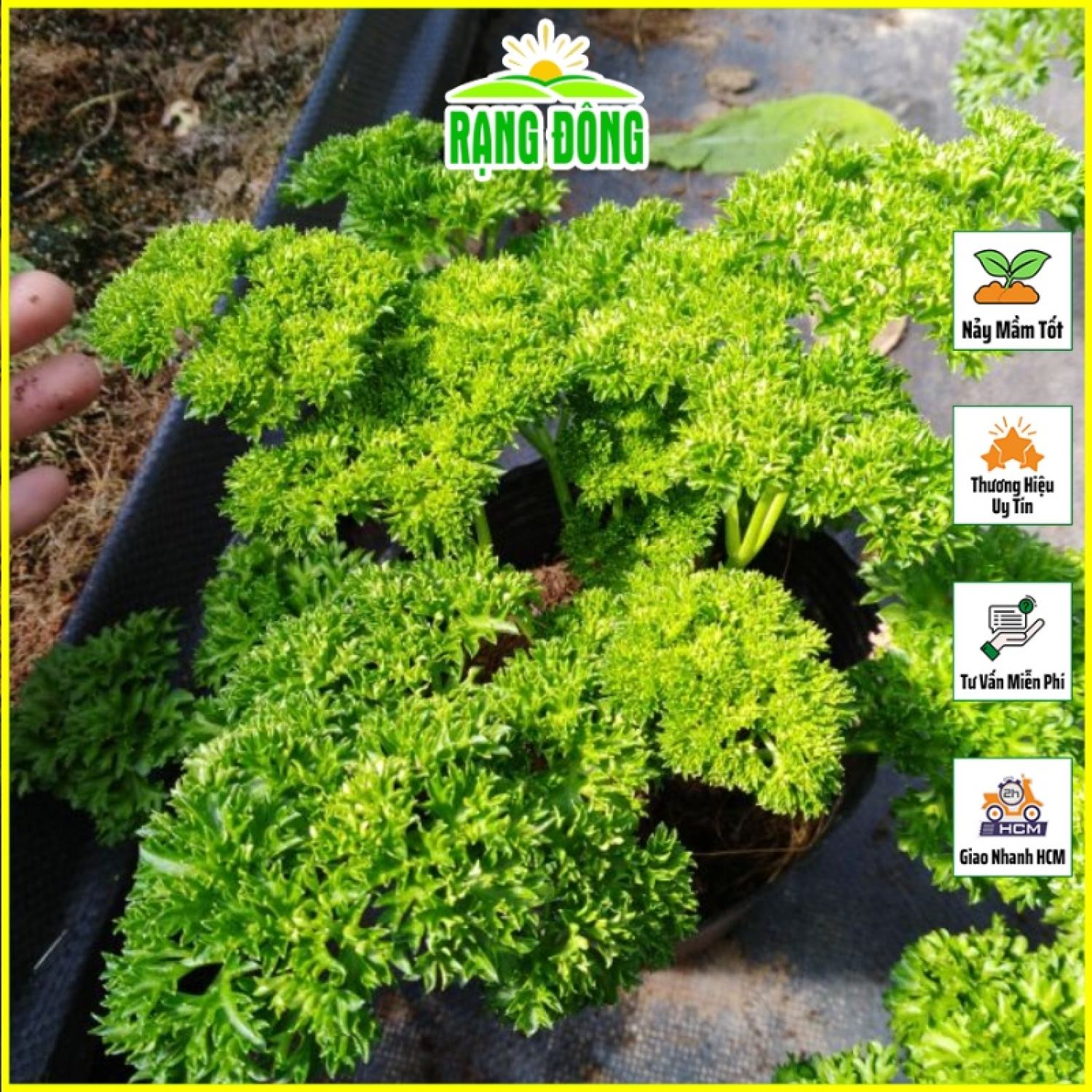 Hạt giống rau ngò tây mùi thơm dễ chịu, dễ trồng, sinh trưởng tốt - hạt giống rạng đông