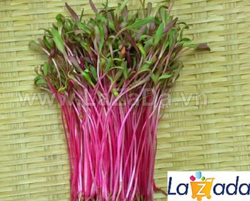 1KG Hạt Giống Rau Mầm Củ Dền Đỏ (| Y2*W21)